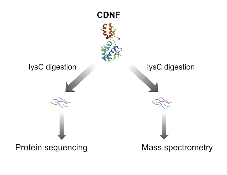 Comparison of Protein Sequencing Analysis of CDNF on Platinum™ and Mass Spectrometry