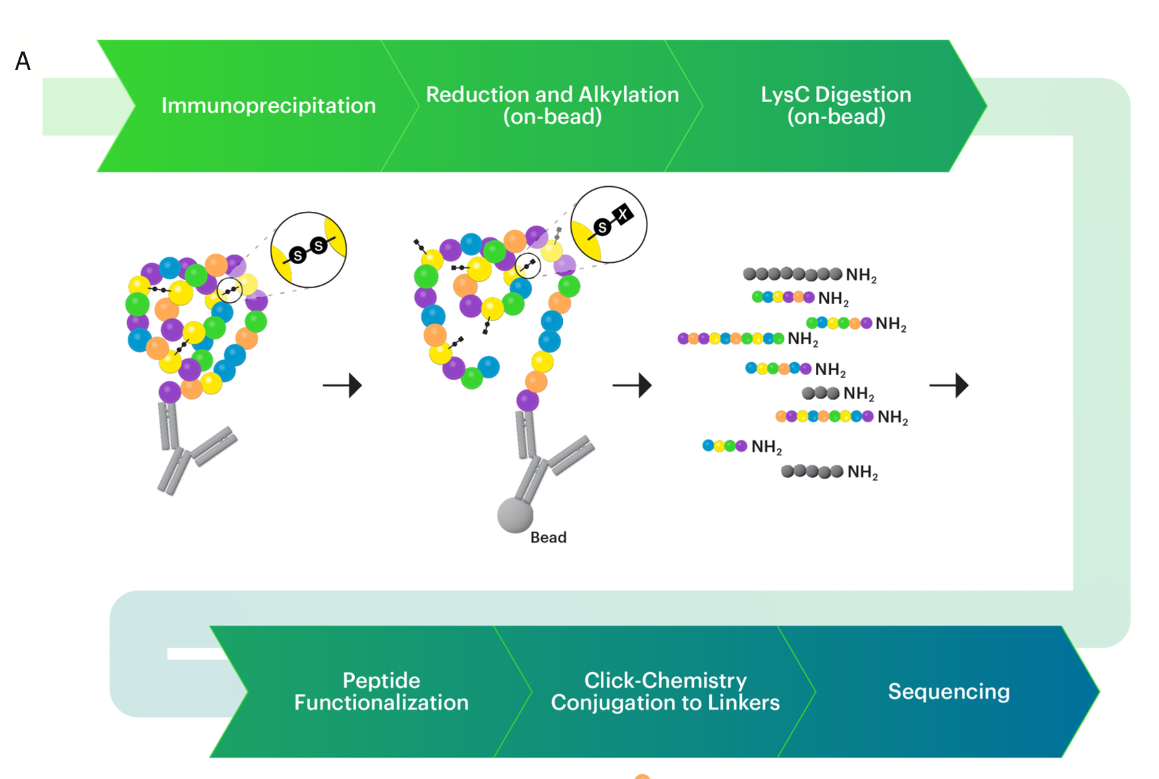 Immunoprecipitation of IL-6 from Human Serum for Next-Generation Protein Sequencing™ on Platinum™